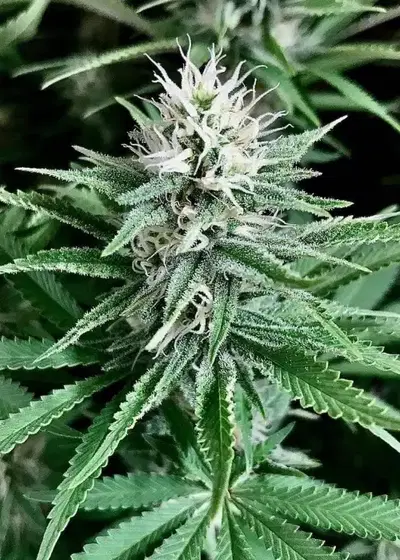 Grand Larry Purps by Aztech, Photoperiod cannabis strain
