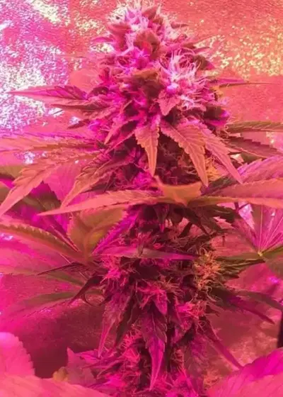 Grand Master Kush cannabis strain