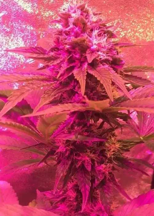 Grand Master Kush by Sumo Seeds, Photoperiod cannabis strain