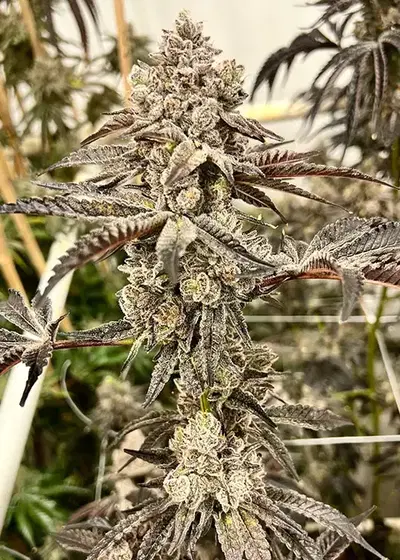 Grand Master Sexy by Exotic Genetix, Photoperiod cannabis strain
