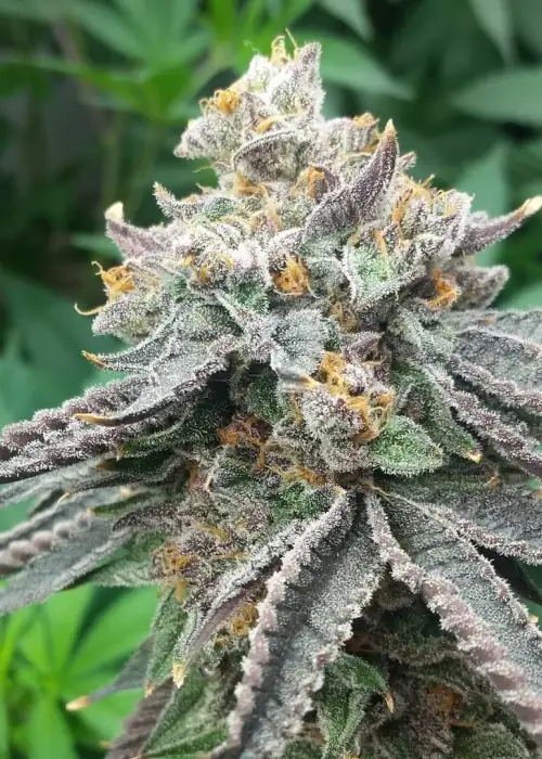 Grand Poobah by Norstar Genetics, Photoperiod cannabis strain