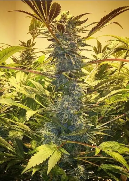 Grand Slam by Dungeons Vault Genetics, Photoperiod cannabis strain