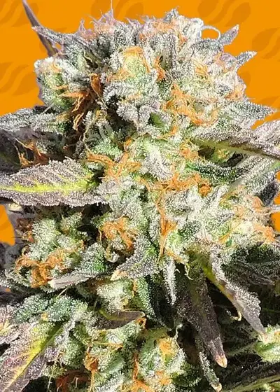 Grandaddy Black by Ganja Farmer, Photoperiod cannabis strain