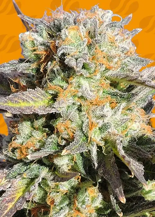 Grandaddy Black by Ganja Farmer, Photoperiod cannabis strain
