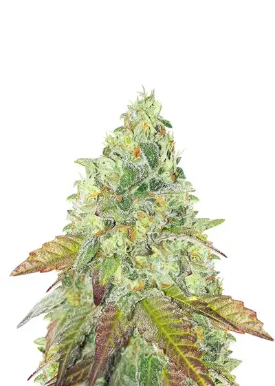 Grandaddy Purple Fast Version by Herbies USA Express, Photoperiod cannabis strain