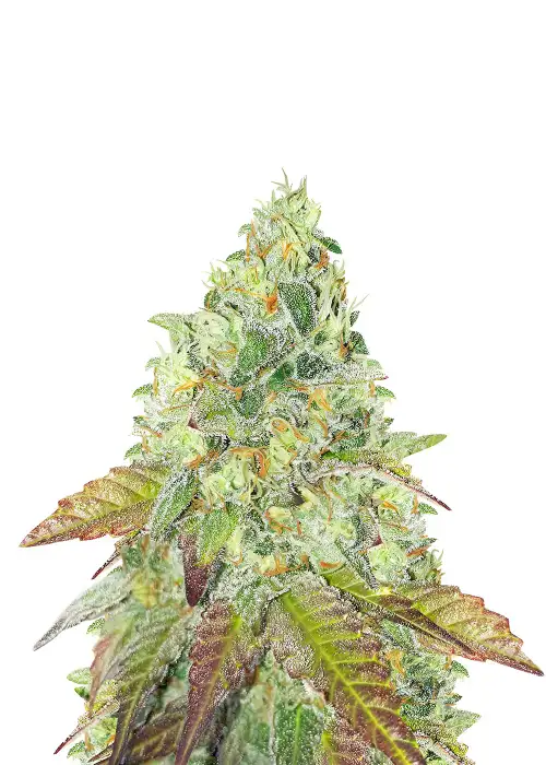 Grandaddy Purple Fast Version by Herbies USA Express, Photoperiod cannabis strain