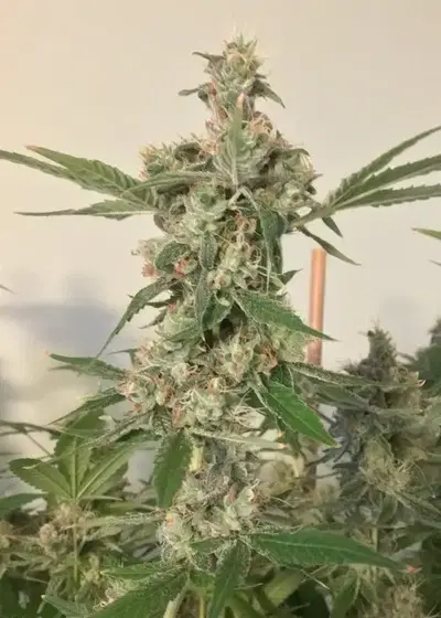 Grandaddy Purple cannabis strain