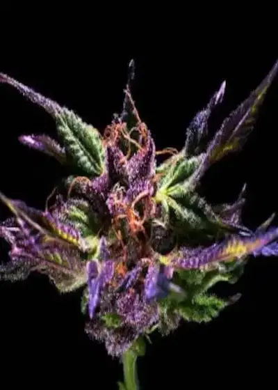 Grandaddy Purps Fast by Niagara Seed Bank, Photoperiod cannabis strain
