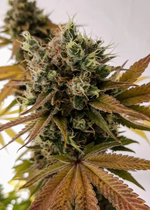 Grandaddy x Bruce Banner by I49 Seed Bank, Photoperiod cannabis strain