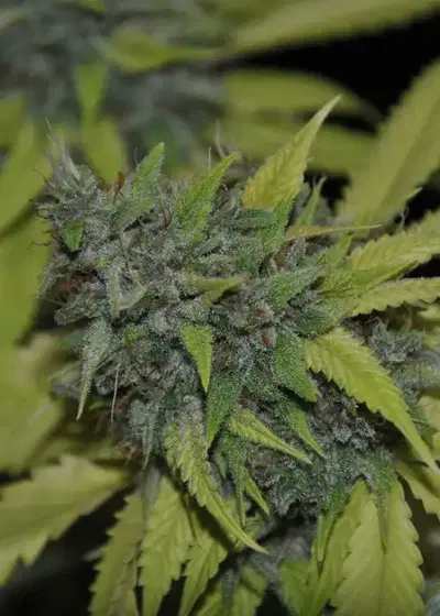 Granddaddy Confidential by Pheno Finder Seeds, Photoperiod cannabis strain