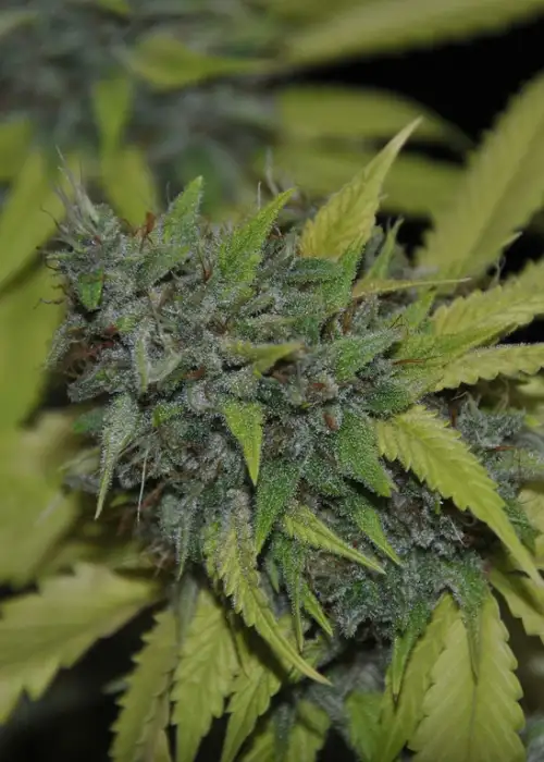 Granddaddy Confidential by Pheno Finder Seeds, Photoperiod cannabis strain