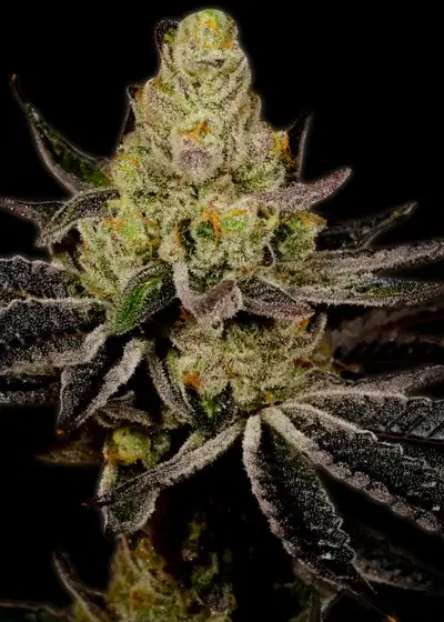 Granddaddy Purple Autoflower by MSNL Seeds, Autoflower cannabis strain