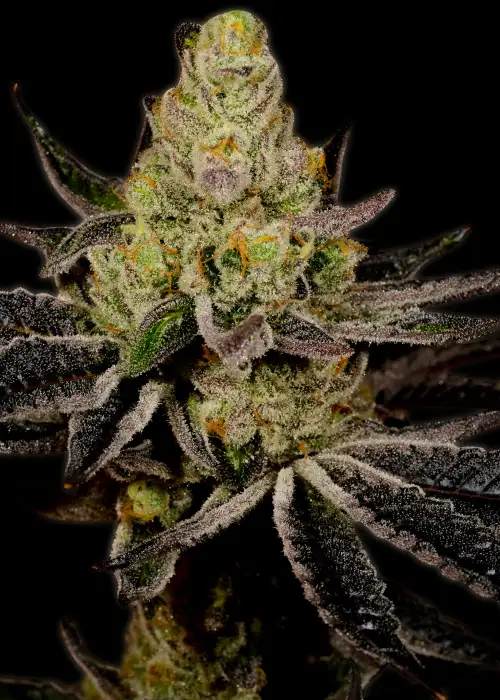 Granddaddy Purple Autoflower by MSNL Seeds, Autoflower cannabis strain