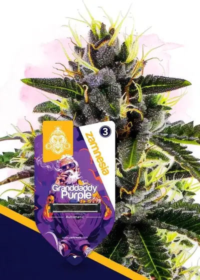 Granddaddy Purple Automatic by Zamnesia Seeds, Autoflower cannabis strain