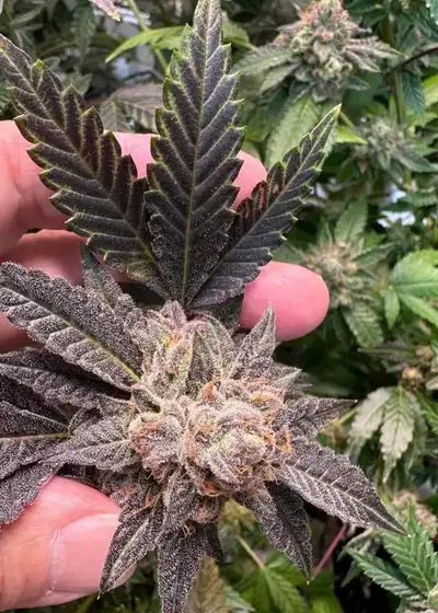 Granddaddy Purple x NL#5 F1 by Authentic Genetics, Photoperiod cannabis strain