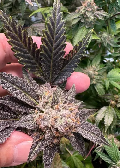 Granddaddy Purple x NL#5 F1 by Authentic Genetics, Photoperiod cannabis strain