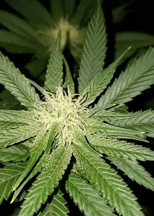 Granddaddy Purple by Seedsupreme, Photoperiod cannabis strain
