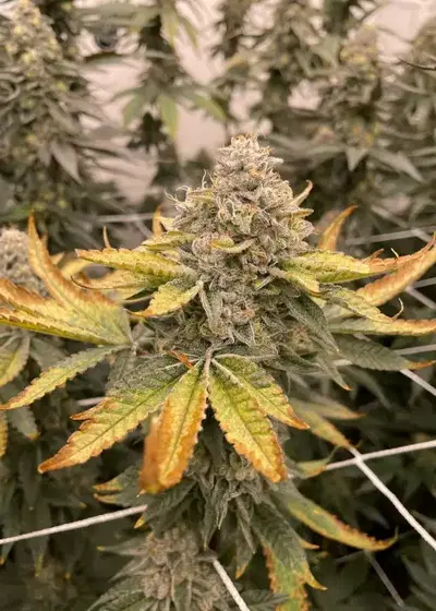 GrandiGuava by Purple City Genetics, Photoperiod cannabis strain