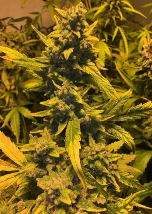 Grandma's Glue by SoFem Genetics, Photoperiod cannabis strain
