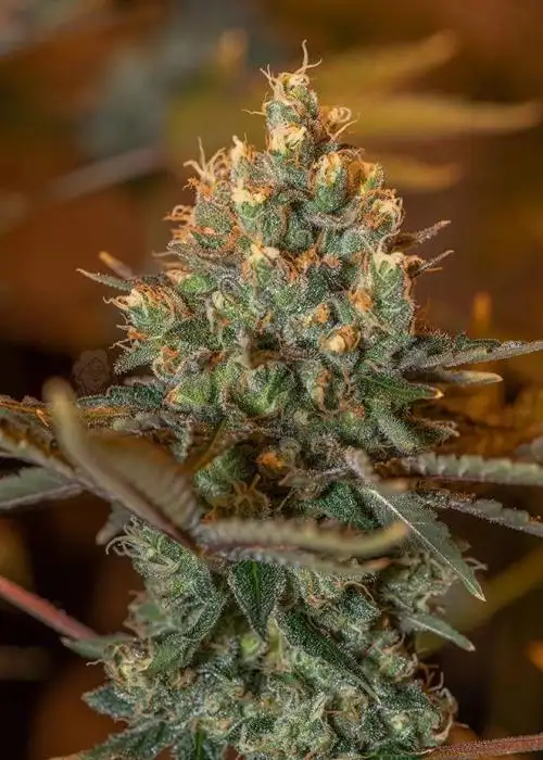 Grandma’s Punch by Grandma’s Genetics, Photoperiod cannabis strain