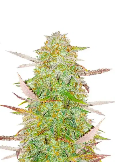 Grandmommy Purple Auto by Herbies Seeds, Autoflower cannabis strain