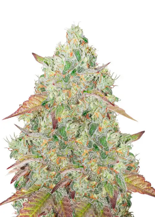 Grandmommy Purple by Herbies Seeds, Photoperiod cannabis strain