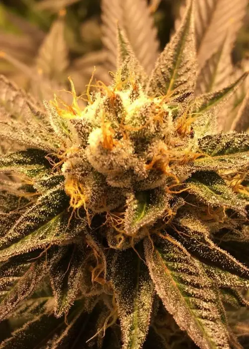 Grandpa Larry by Grand Daddy Purp, Photoperiod cannabis strain