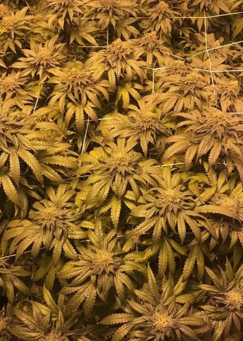 Grandpa's Breath F2 by Dungeons Vault Genetics, Photoperiod cannabis strain