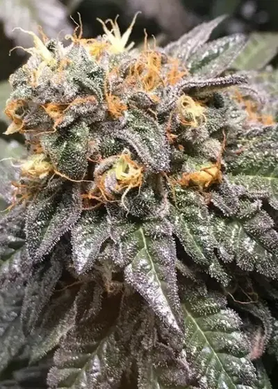 Grandpa's Breath by Dungeons Vault Genetics, Photoperiod cannabis strain