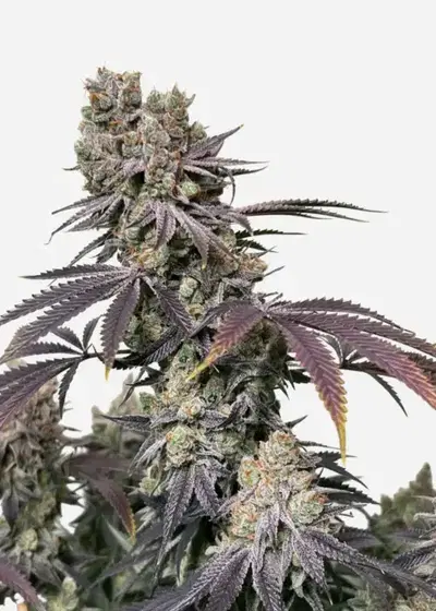 Grandpa Zombie genetics by IZI Seeds, Photoperiod cannabis strain