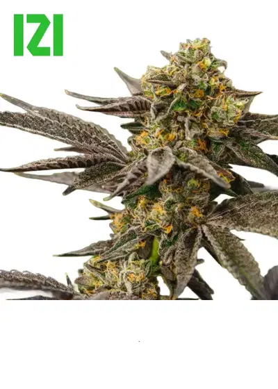 Grandpas Diesel genetics fem by IZI Seeds, Photoperiod cannabis strain