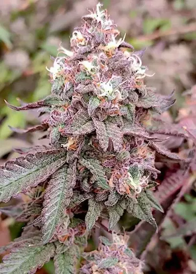 Granita x Frozay by Perfect Tree, Photoperiod cannabis strain