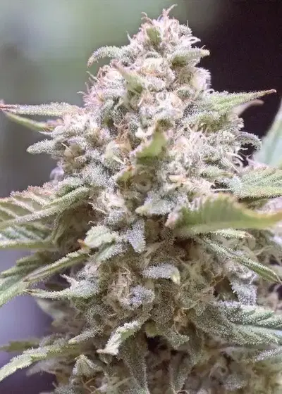 Granite Haze F5 by Speedrun Seeds, Autoflower cannabis strain