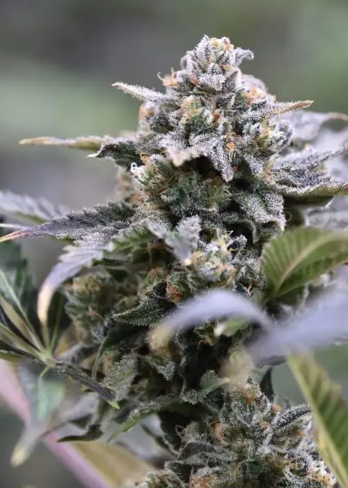 Granite Haze F6 by Speedrun Seeds, Autoflower cannabis strain