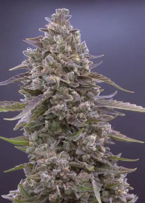 Granite Runtz by Speedrun Seeds, Autoflower cannabis strain