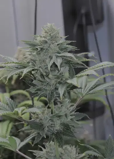 Granola Funk by Bodhi Seeds, Photoperiod cannabis strain