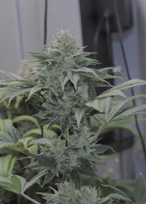 Granola Funk by Bodhi Seeds, Photoperiod cannabis strain