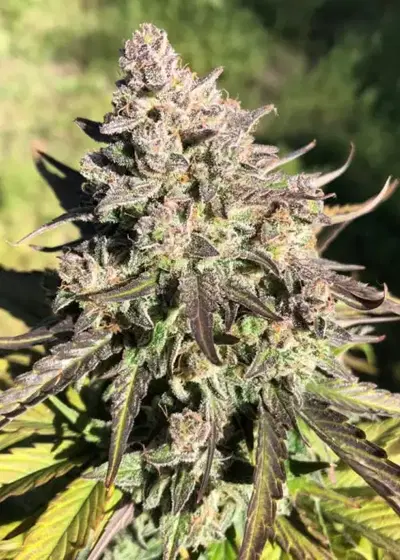 Grape Afghan by Master Sensei Genetics, Photoperiod cannabis strain