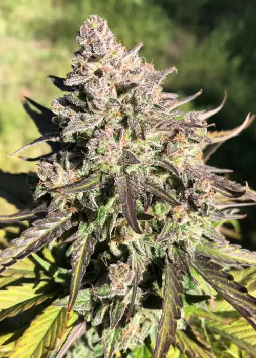 Grape Afghan by Master Sensei Genetics, Photoperiod cannabis strain