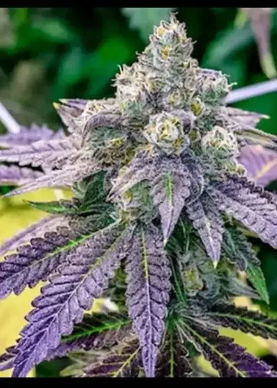 Grape Ape Autoflowering by Dr. Seeds, Autoflower cannabis strain