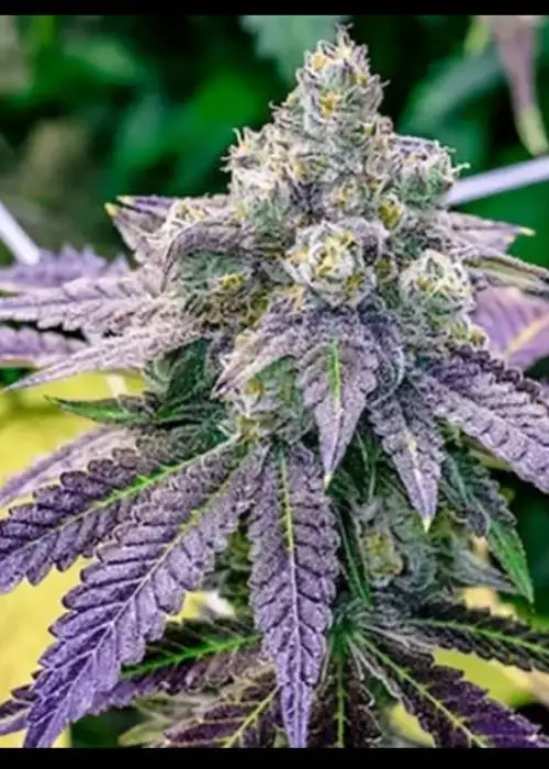 Grape Ape Autoflowering by Dr. Seeds, Autoflower cannabis strain