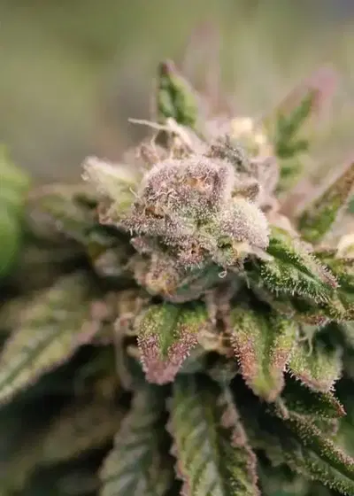 Grape Ape Cake by Katsu Seeds, Photoperiod cannabis strain