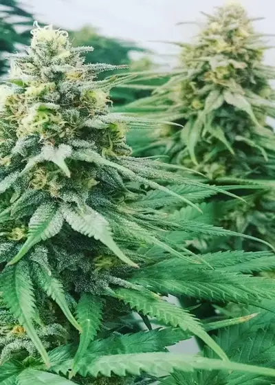 Grape Ape Fem by 207 Genetics, Photoperiod cannabis strain