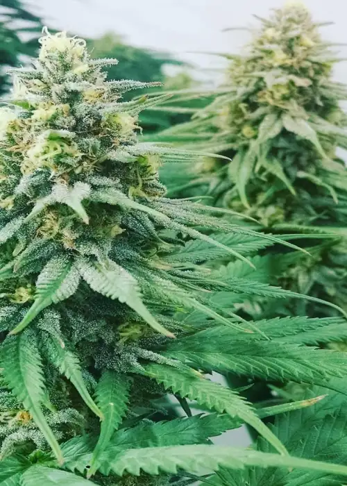 Grape Ape Fem by 207 Genetics, Photoperiod cannabis strain