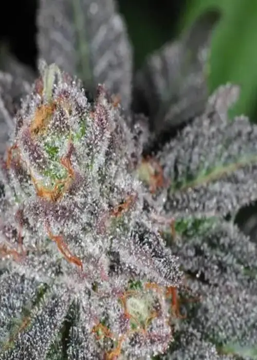 Grape Ape Feminized by Niagara Seed Bank, Photoperiod cannabis strain