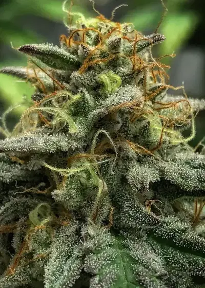 Grape Dosi Breath Auto by Roc Bud Inc Genetics, Autoflower cannabis strain