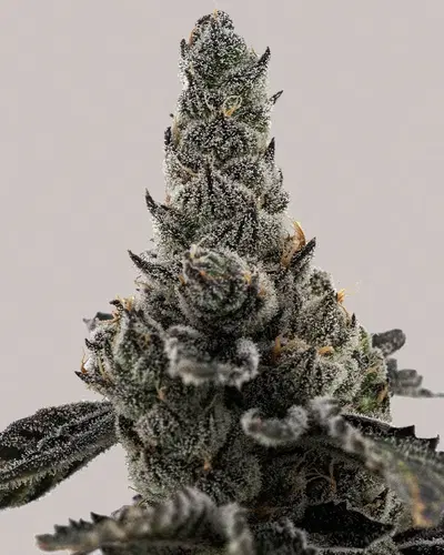 Grape Fanta by ILGM, Photoperiod cannabis strain