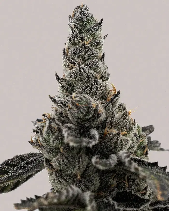 Grape Fanta by ILGM, Photoperiod cannabis strain