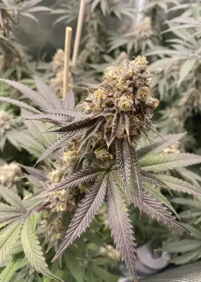 Grape Glaze by Square One Genetics, Photoperiod cannabis strain