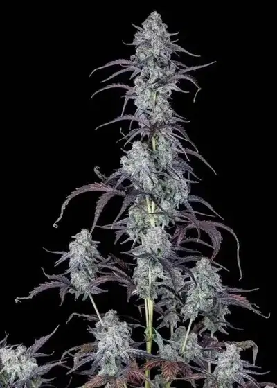Grape God Auto by Roc Bud Inc Genetics, Autoflower cannabis strain